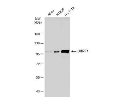 Western Blot: UHRF1 Antibody [NBP2-20807]