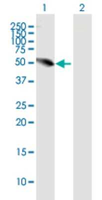 Western Blot: UHRF1BP1L Antibody [H00023074-B01P]