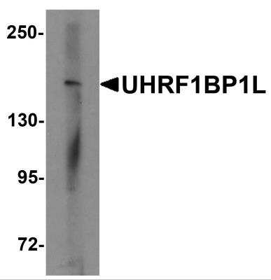 Western Blot: UHRF1BP1L AntibodyBSA Free [NBP2-82047]