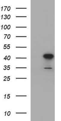 Western Blot: UIP1 Antibody (OTI1E8)Azide and BSA Free [NBP2-74782]