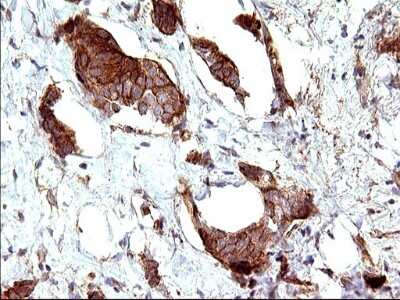 Immunohistochemistry-Paraffin: UIP1 Antibody (OTI1E8) [NBP2-45932]