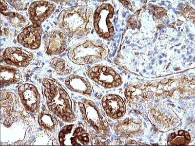 Immunohistochemistry-Paraffin: UIP1 Antibody (OTI1E8) [NBP2-45932]