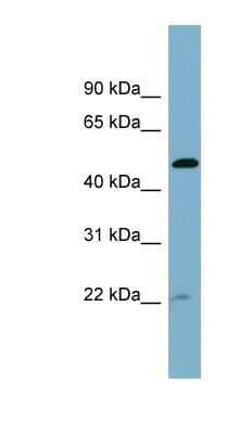 Western Blot: UIP1 Antibody [NBP1-55442]