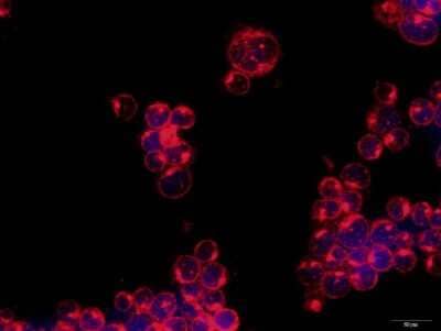 Immunocytochemistry/ Immunofluorescence: ULBP-3 Antibody [NBP2-31866]