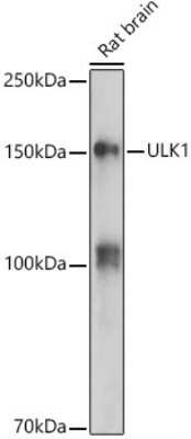 Western Blot: ULK1 AntibodyAzide and BSA Free [NBP2-94753]