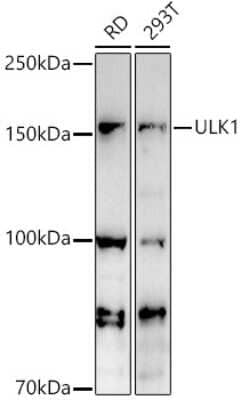 Western Blot: ULK1 AntibodyAzide and BSA Free [NBP2-94753]