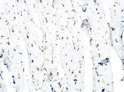 Immunohistochemistry-Paraffin: ULK3 Antibody [NBP3-12363]