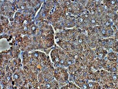 Immunohistochemistry-Paraffin: ULK4 Antibody [NBP3-12364]