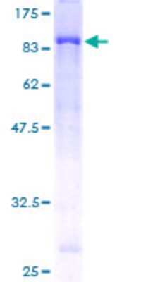 SDS-PAGE: Recombinant Human ULK4 GST (N-Term) Protein [H00054986-P01]