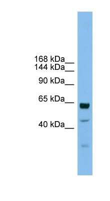 Western Blot: UMODL1 Antibody [NBP1-80535]