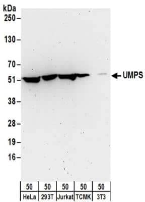 Western Blot: UMPS Antibody [NBP2-32172]