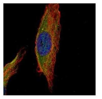 Immunocytochemistry/ Immunofluorescence: UNC13B Antibody [NBP1-33037]