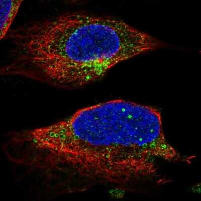 Immunocytochemistry/ Immunofluorescence: UNC13B Antibody [NBP2-49364]