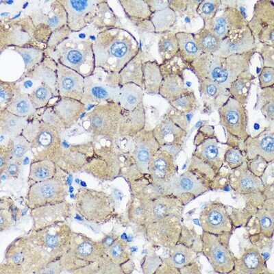Immunohistochemistry-Paraffin: UNC13B Antibody - Azide and BSA Free [NBP2-93337]
