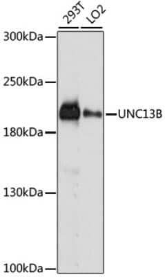 Western Blot: UNC13B AntibodyAzide and BSA Free [NBP2-93337]