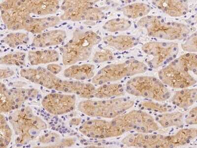 Immunohistochemistry-Paraffin: UNC13C Antibody [NBP2-98154]