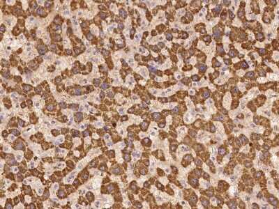 Immunohistochemistry-Paraffin: UNC13C Antibody [NBP2-98154]