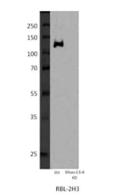 Western Blot: UNC13D/Munc 13-4 Antibody [NB100-41385]