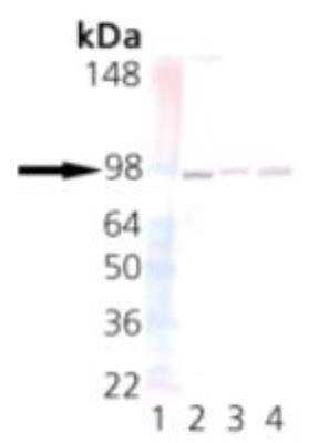 Western Blot: UNC45A Antibody (AbS1) [NBP2-89059]