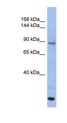 Western Blot: UNC45A Antibody [NBP1-54882]