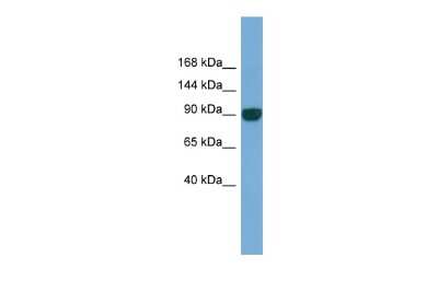 Western Blot: UNC45A Antibody [NBP2-88556]