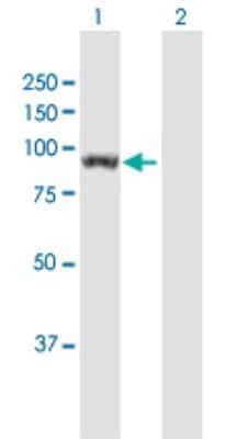 Western Blot: UNC45B Antibody [H00146862-B01P]