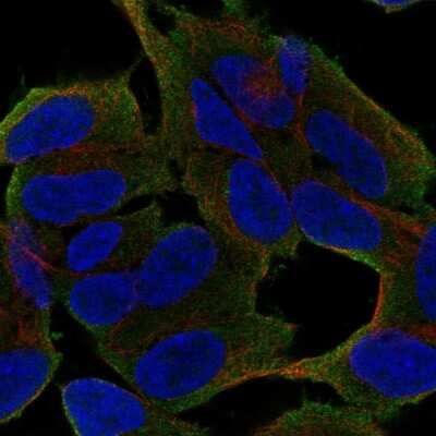 Immunocytochemistry/ Immunofluorescence: UNC79 Antibody [NBP2-68927]