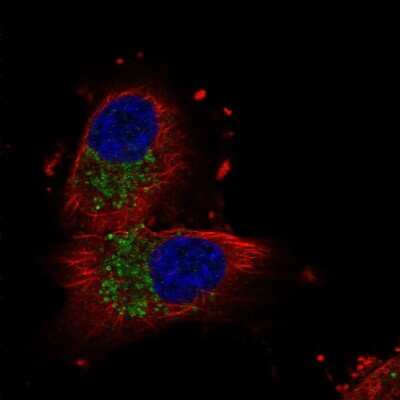 Immunocytochemistry/ Immunofluorescence: UNC80 Antibody [NBP1-94110]