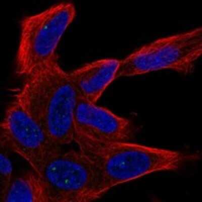 Immunocytochemistry/ Immunofluorescence: UNC80 Antibody [NBP3-17635]