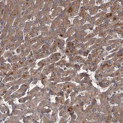 Immunohistochemistry-Paraffin: UNC93B Antibody [NBP1-80635]