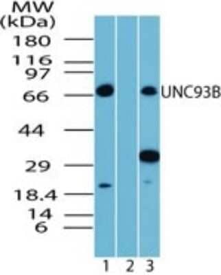 Western Blot: UNC93B Antibody [NBP2-24743]