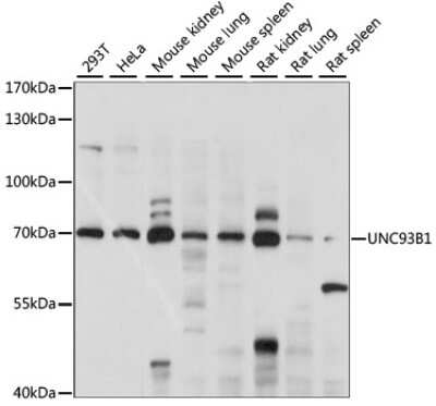 Western Blot: UNC93B AntibodyAzide and BSA Free [NBP2-94612]