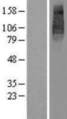 Western Blot: UNC93B Overexpression Lysate [NBP2-06156]