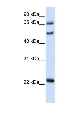 Uncx Antibody Nbp Bio Techne