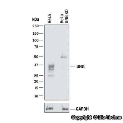 Knockdown Validated: UNG Antibody [NBP1-49985]