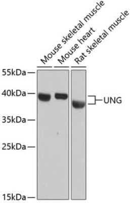 Western Blot: UNG AntibodyAzide and BSA Free [NBP2-94498]