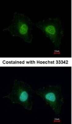 Immunocytochemistry/ Immunofluorescence: UNKL Antibody [NBP2-15156]