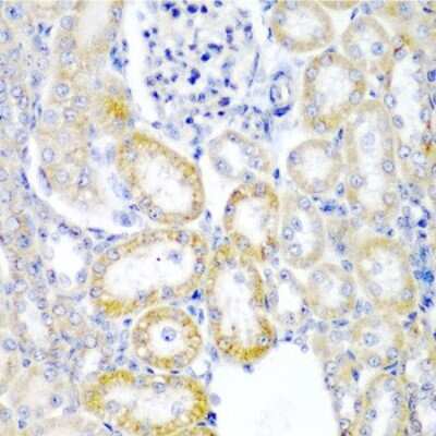 Immunohistochemistry-Paraffin: UPF2 Antibody - BSA Free [NBP2-94094]