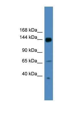 Western Blot: UPF2 Antibody [NBP1-80460]