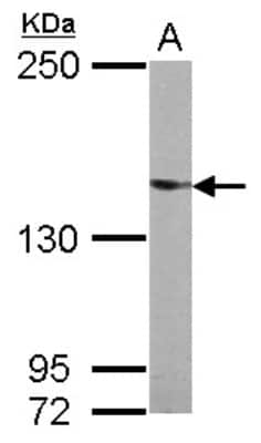 Western Blot: UPF2 Antibody [NBP2-20813]