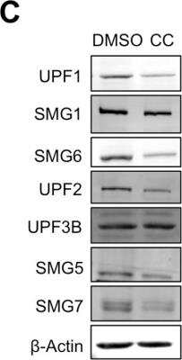 Western Blot: UPF2 Antibody [NBP2-20813]