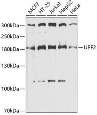 Western Blot: UPF2 AntibodyBSA Free [NBP2-94094]