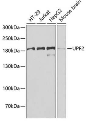 Western Blot: UPF2 AntibodyBSA Free [NBP2-94519]