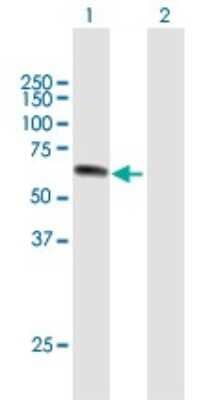 Western Blot: UPF3A Antibody [H00065110-B01P]