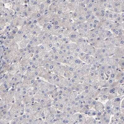 Immunohistochemistry-Paraffin: UPF3B Antibody [NBP1-83134]