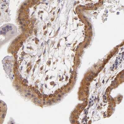 Immunohistochemistry-Paraffin: UPF3B Antibody [NBP1-83135]