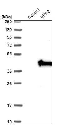 Western Blot: UPP2 Antibody [NBP1-80647]