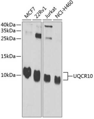 Western Blot: UQCR10 AntibodyBSA Free [NBP2-93220]