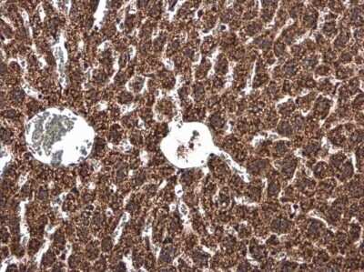 Immunohistochemistry-Paraffin: UQCRB Antibody [NBP3-12970]