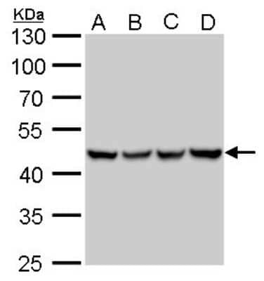 Western Blot: UQCRC1 Antibody (1311) [NBP2-43596]